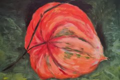 Lampionblume